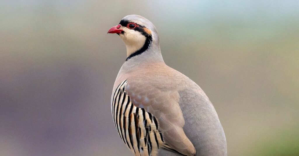 National Bird